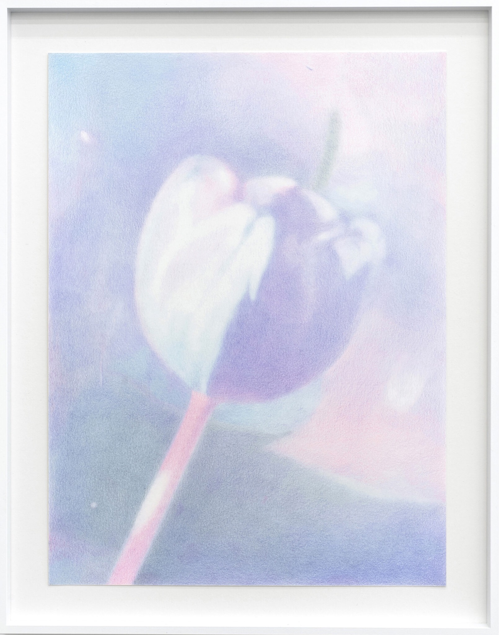 About the Artwork Cadilhon Romain. Tulip. 2022  by Romain Cadilhon